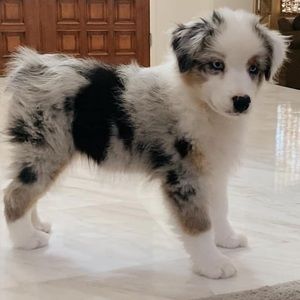 Meet your Posher, Matthew